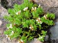 imagen Conoce la Crassula dependens