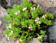 imagen Conoce la Crassula dependens