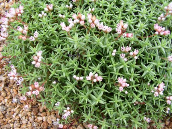 conoce-la-crassula-dependens-02