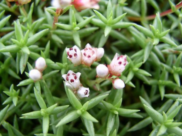 conoce-la-crassula-dependens-03