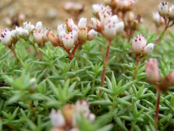 conoce-la-crassula-dependens-04