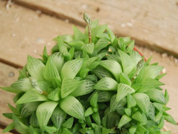 conoce-la-haworthia-turgida-01