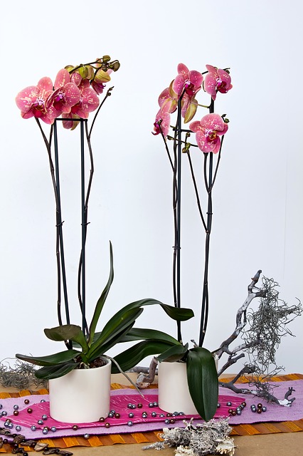 corte-de-la-vara-floral-en-las-orquideas-03