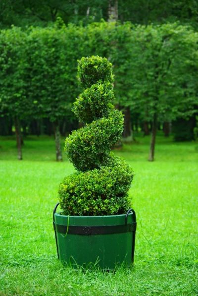 Decora tu jardín con topiarios
