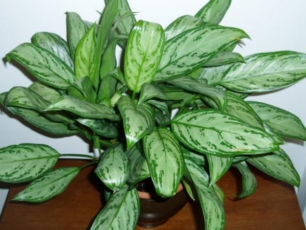 el-cultivo-de-la-aglaonema-01