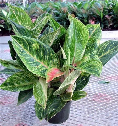 el-cultivo-de-la-aglaonema-02