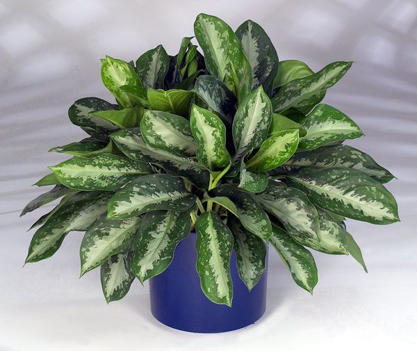 el-cultivo-de-la-aglaonema-03