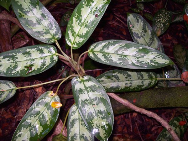 el-cultivo-de-la-aglaonema-04