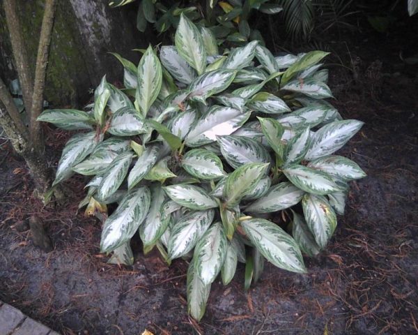 el-cultivo-de-la-aglaonema-05