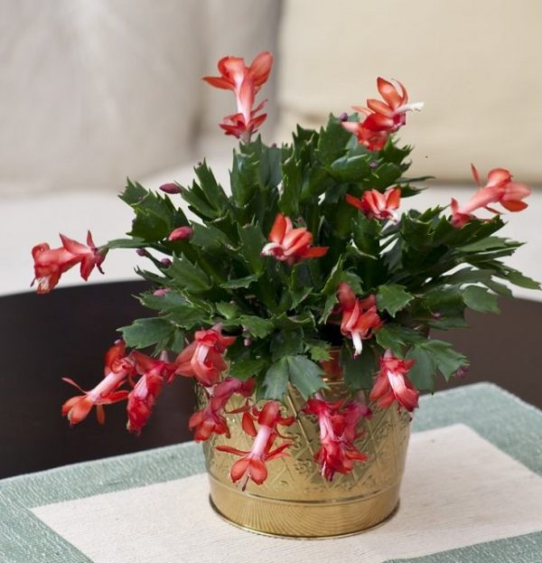 Large Christmas Cactus In Gold Bucket Succulents Amp Cactus - Best Fashion Style Galleries