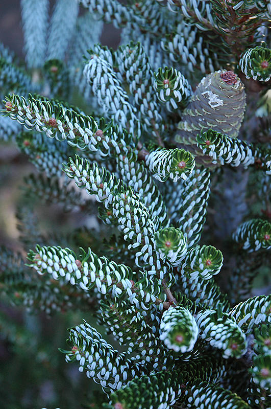 paisajismo-con-coniferas-09