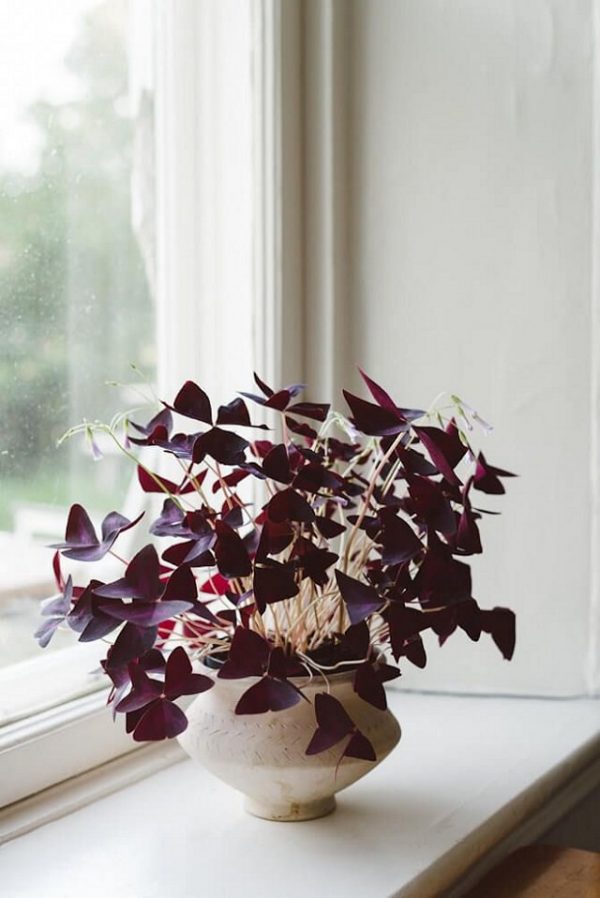 15 plantas de interior color morado