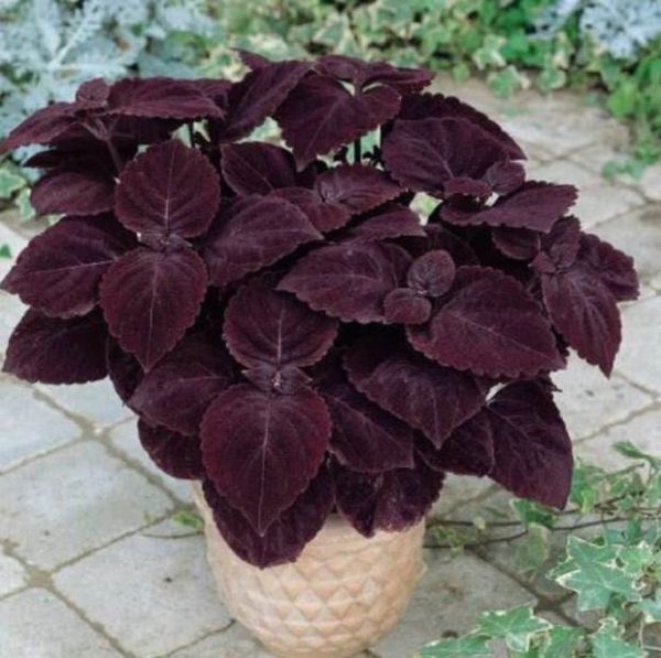 15 magníficas plantas de interior de color morado