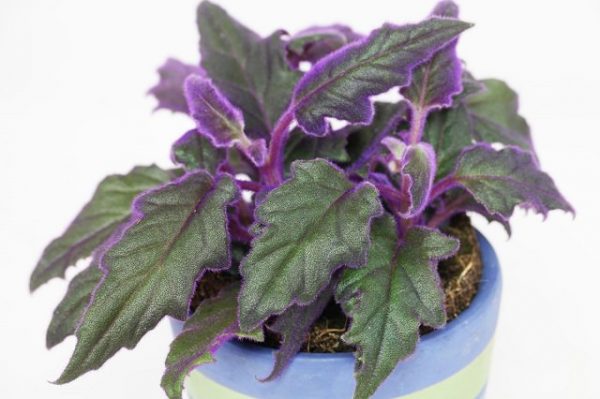 15 magníficas plantas de interior de color morado