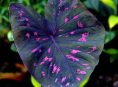 imagen 15 magníficas plantas de interior de color morado