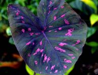 imagen 15 magníficas plantas de interior de color morado
