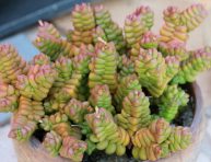 imagen Conoce la Crassula marchandii