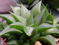 imagen Conoce la Haworthia turgida