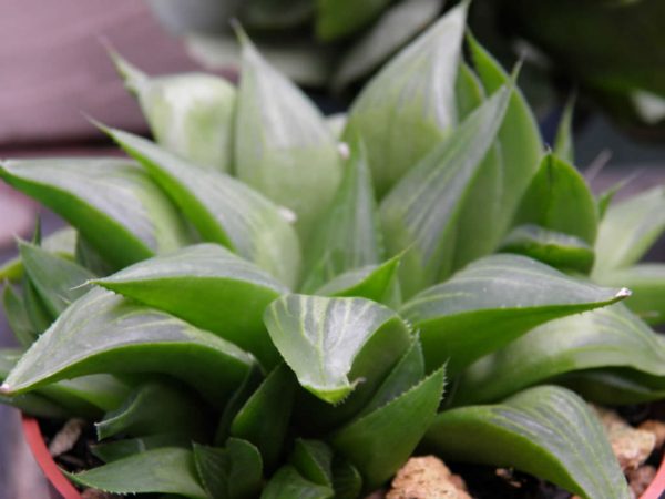 conoce-la-haworthia-turgida-03