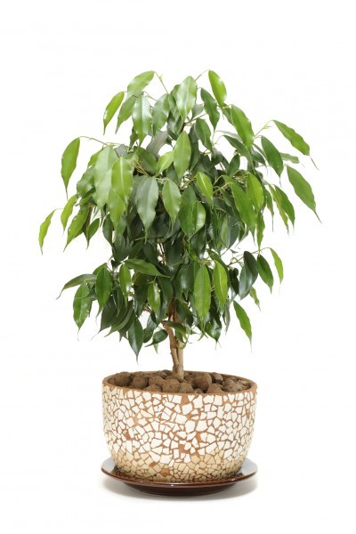 consejos-para-cultivar-ficus-en-interior-01