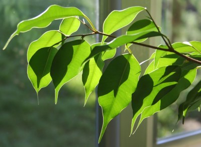 consejos-para-cultivar-ficus-en-interior-02