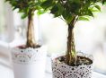 imagen Consejos para cultivar ficus en interior