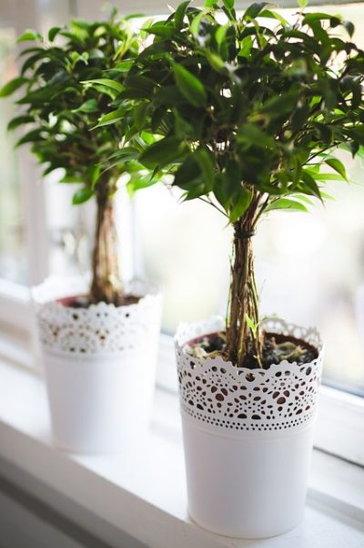 Consejos para cultivar ficus en interior