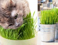 imagen Cultiva hierba para gatos dentro de casa