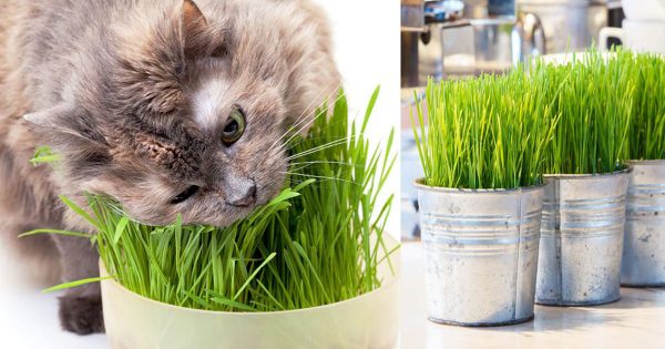 transatlántico Chapoteo . Cultiva hierba para gatos dentro de casa