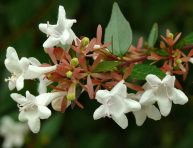 imagen Cultivo y cuidados de la abelia