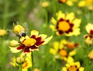 imagen Haz que las abejas acudan a tu jardín