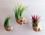 imagen Ideas para lucir mejor tus plantas aéreas