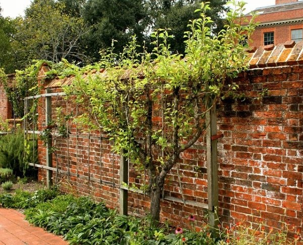 Plantas compañeras para los árboles frutales