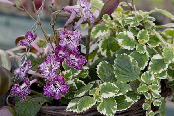 Prepara una cesta colgante plantas para