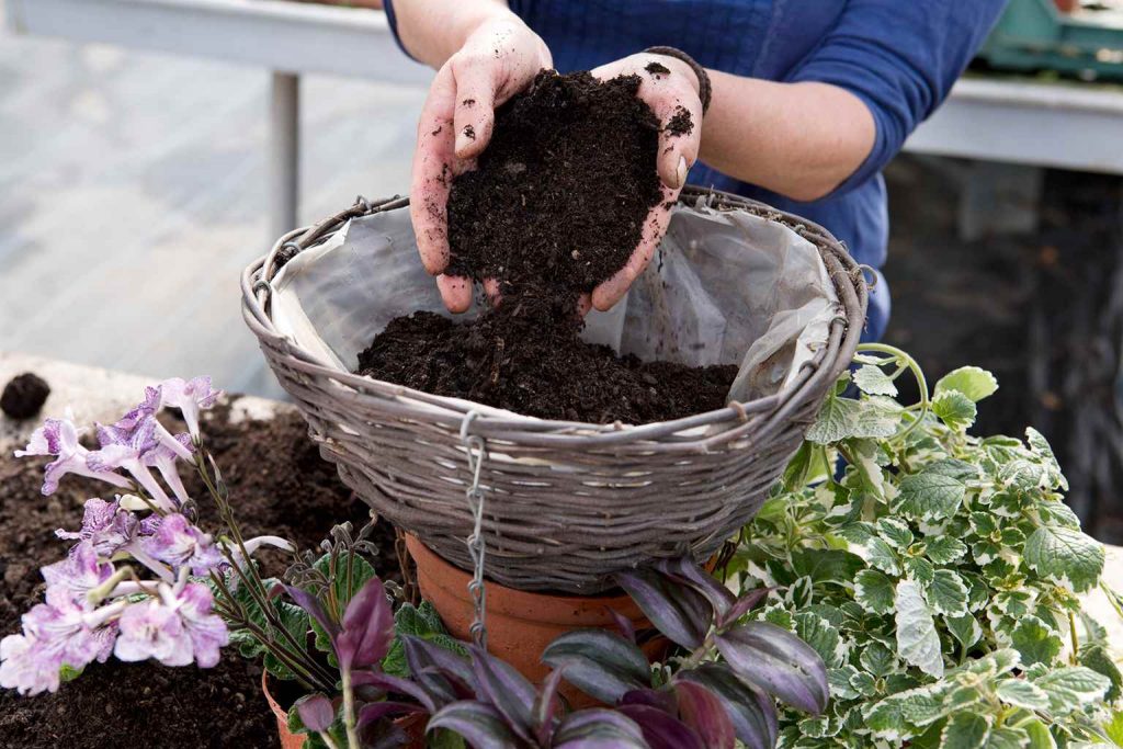 Ahorro Escultor Anticuado Prepara una cesta colgante con plantas para interior