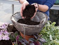 imagen Prepara una cesta colgante con plantas para interior