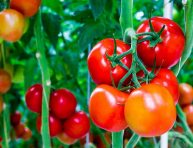 imagen 8 formas de mejorar el suelo para los tomates