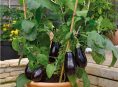imagen Cómo cultivar berenjenas en contenedor