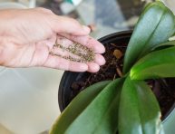 imagen Fertilizantes caseros para orquídeas