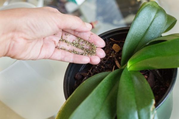 Fertilizantes caseros para orquídeas