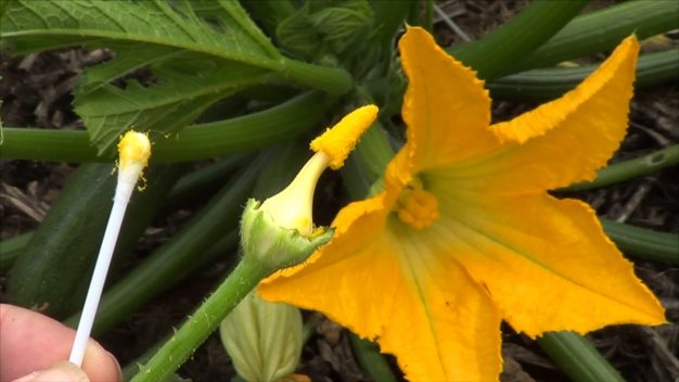 How to pollinate zucchini manually 1