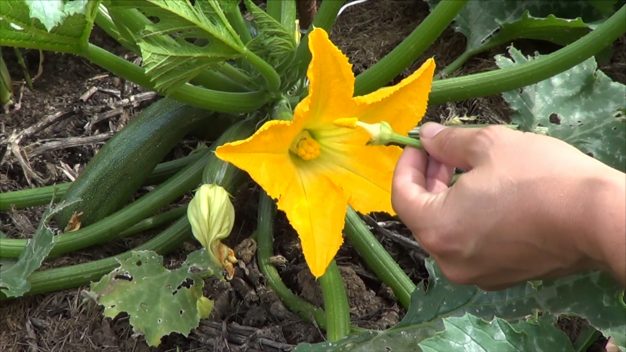 How to pollinate zucchini manually 2