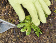 imagen Algunos trabajos en el jardín que es mejor hacer temprano