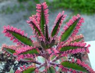 imagen Una original calanchoe de flores rosadas