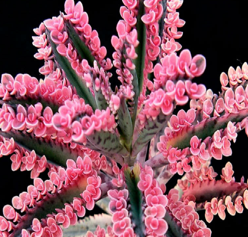 An original calanchoe of pink flowers 2