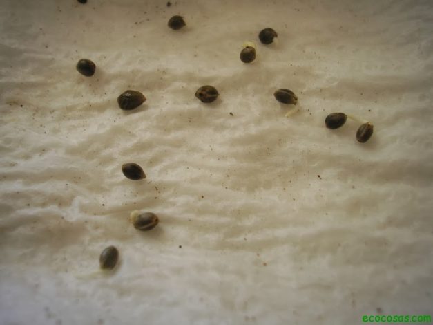 Test sprouts, and homemade trick to germinate faster 2