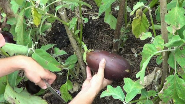How to get seeds of eggplant 1