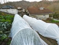 imagen Cómo construir un túnel de cultivo