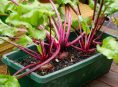 imagen Cómo cultivar remolachas en macetas