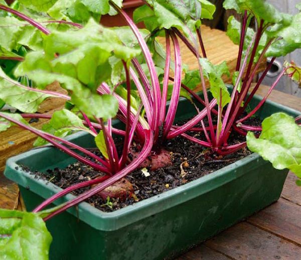 How to grow beets in pots 1